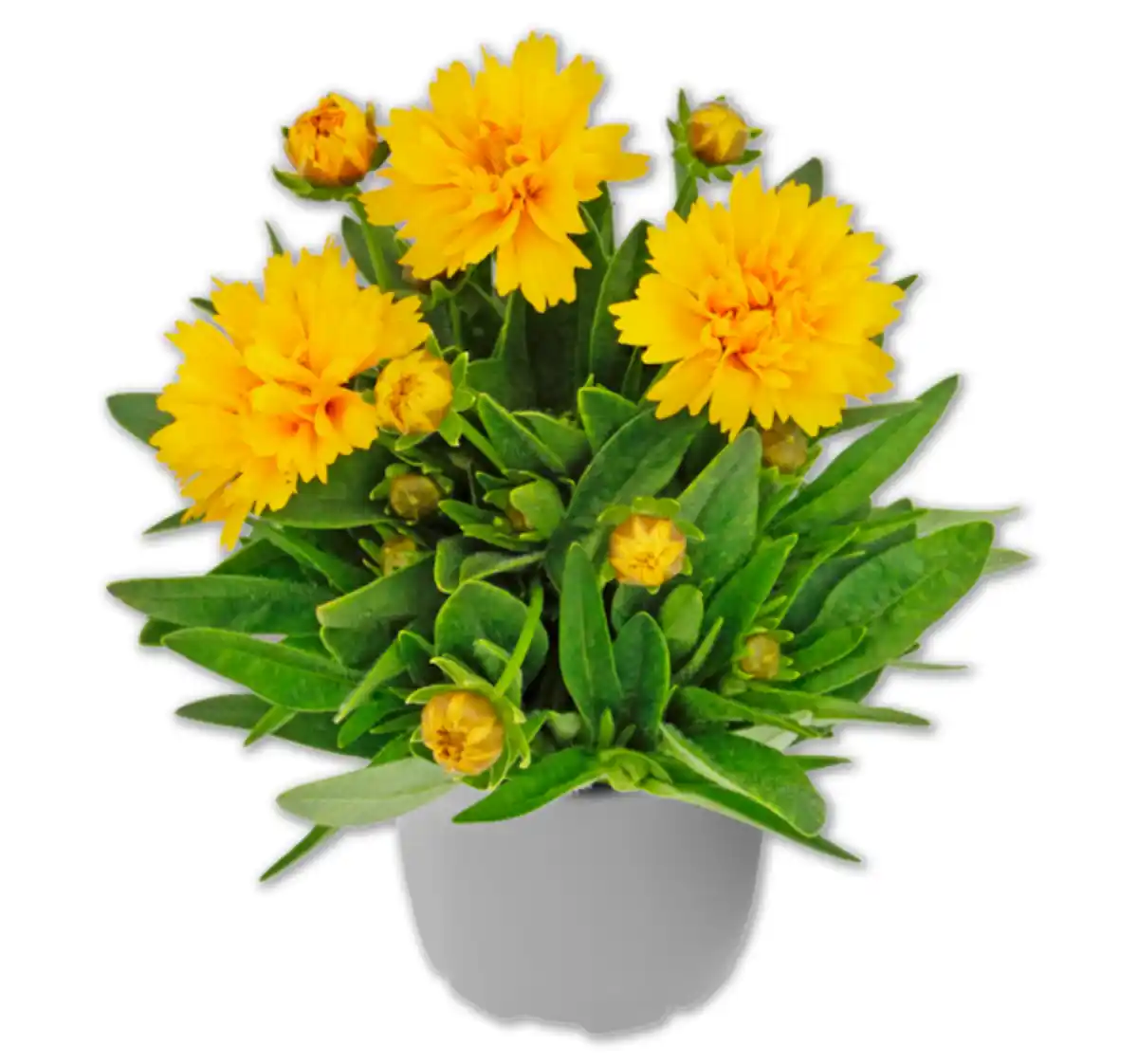 Bild 1 von Mädchenauge*