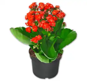 Flammendes Käthchen*