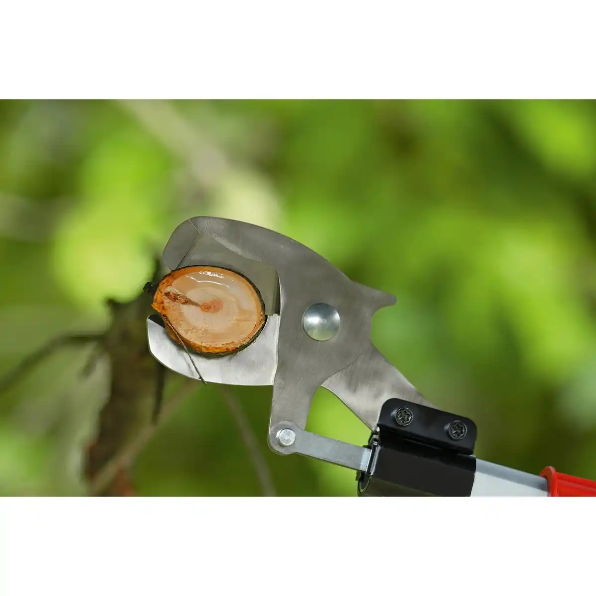 Bild 3 von Bosch Akku-Baumschere Advanced Prune 18V-45 Solo inkl. Verlängerung