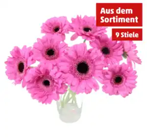 Germini