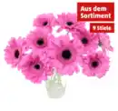 Bild 1 von Germini