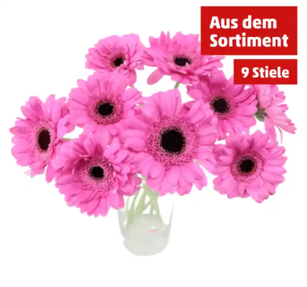Bild 1 von Germini