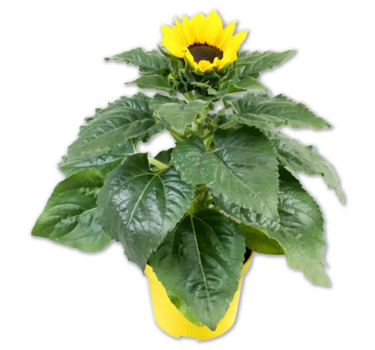 Bild 1 von Sonnenblume*