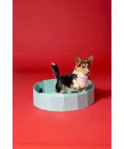 Hundepool, helltürkis