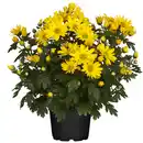 Bild 1 von toom Bauernchrysantheme 13 cm Topf