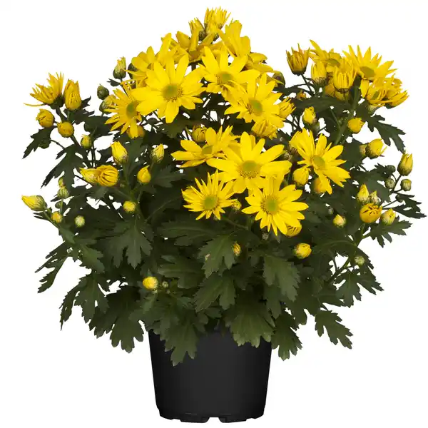 Bild 1 von toom Bauernchrysantheme 13 cm Topf