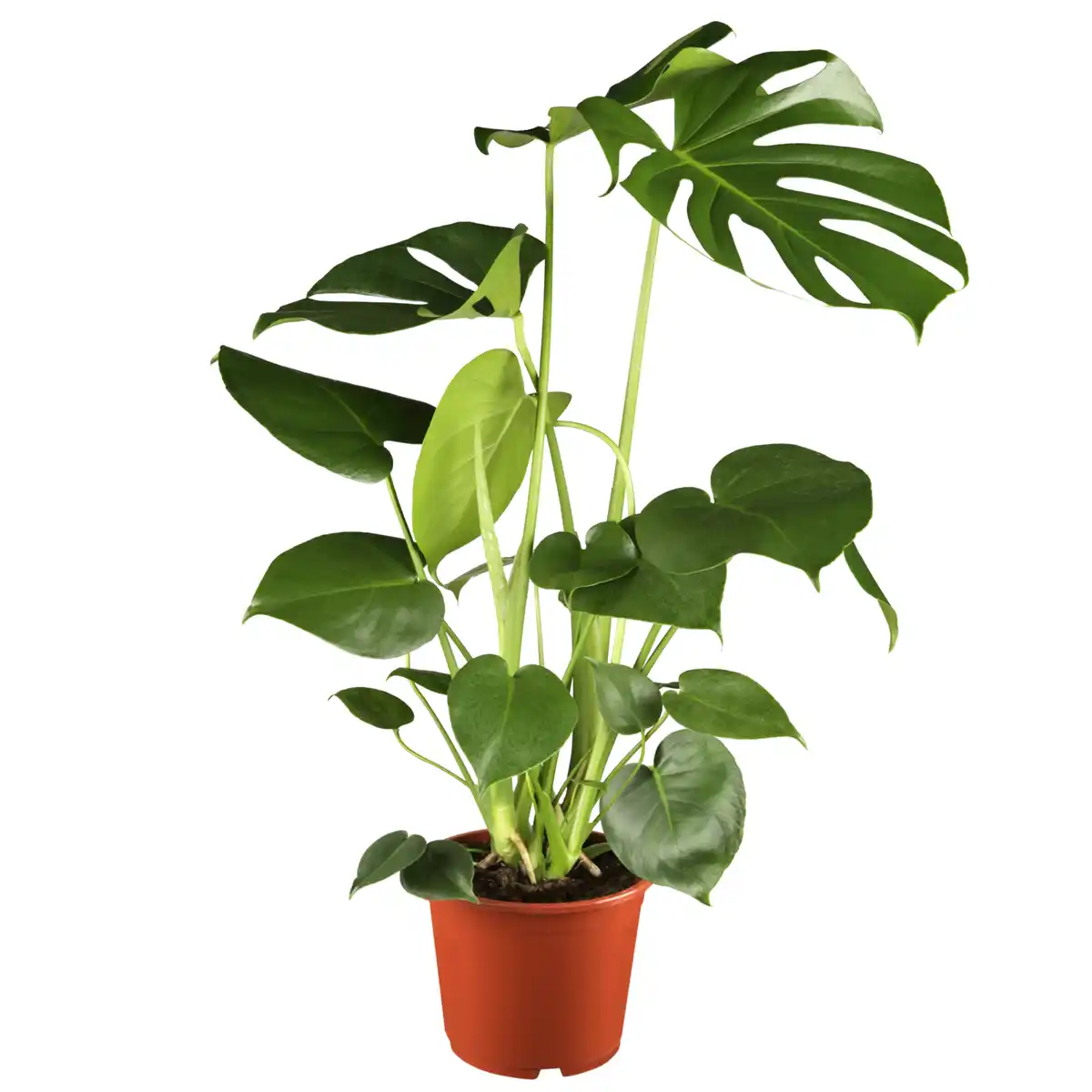 Bild 1 von toom Monstera Fensterblatt 17 cm Topf