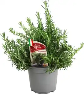 Hänge-Rosmarin Rosmarinus officinalis 'Prostratus' 14 cm Topf