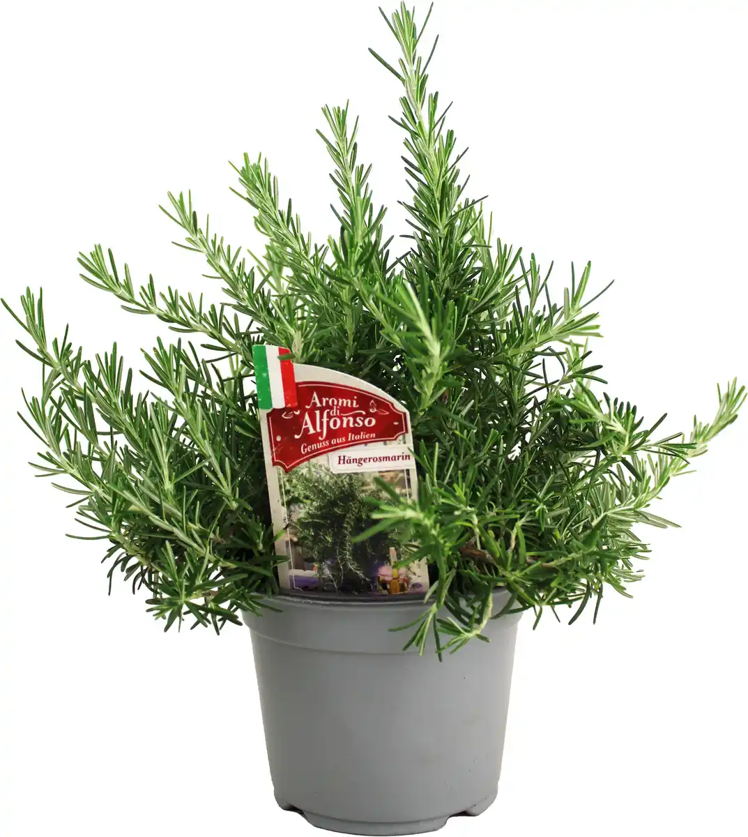 Bild 1 von Hänge-Rosmarin Rosmarinus officinalis 'Prostratus' 14 cm Topf