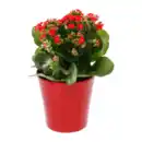 Bild 4 von GARDENLINE Kalanchoe
