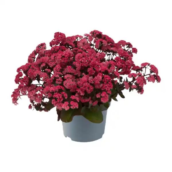 Bild 4 von GARDENLINE Sedum-Mix Fetthenne / Mauerpfeffer