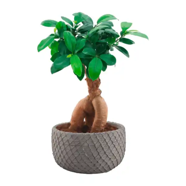 Bild 4 von GARDENLINE Bonsai-Ginseng