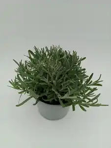 Silberlavendel Lavandula angustifolia 'Silver Anouk' 14 cm Topf