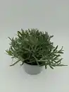 Bild 1 von Silberlavendel Lavandula angustifolia 'Silver Anouk' 14 cm Topf