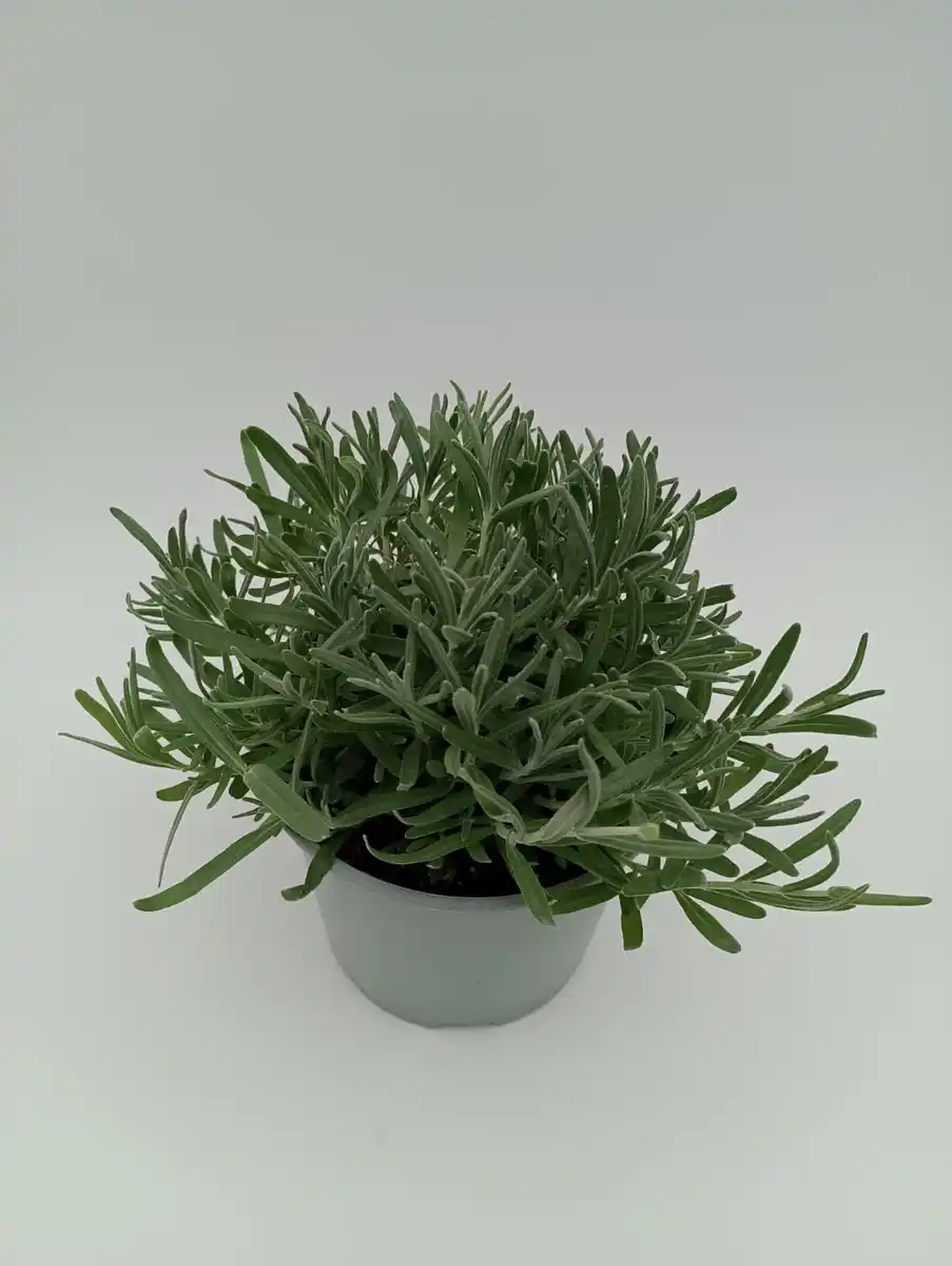 Bild 1 von Silberlavendel Lavandula angustifolia 'Silver Anouk' 14 cm Topf