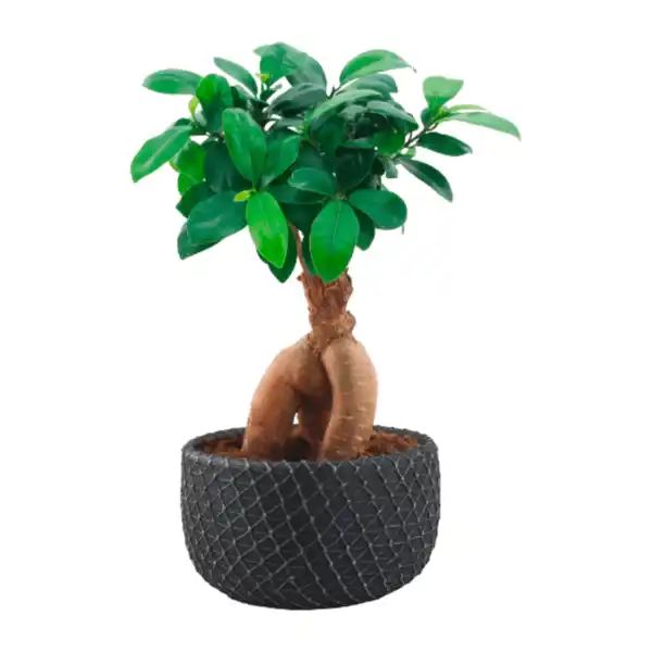 Bild 2 von GARDENLINE Bonsai-Ginseng