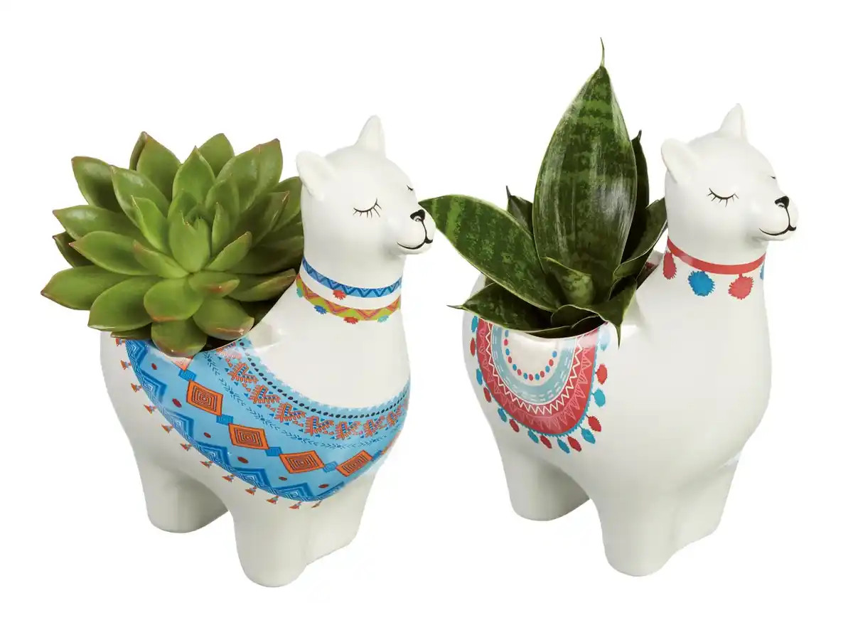 Bild 1 von Pflanzenmix in Alpacca-Keramik