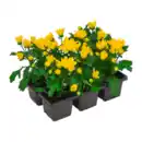 Bild 2 von GARDENLINE Chrysanthemen