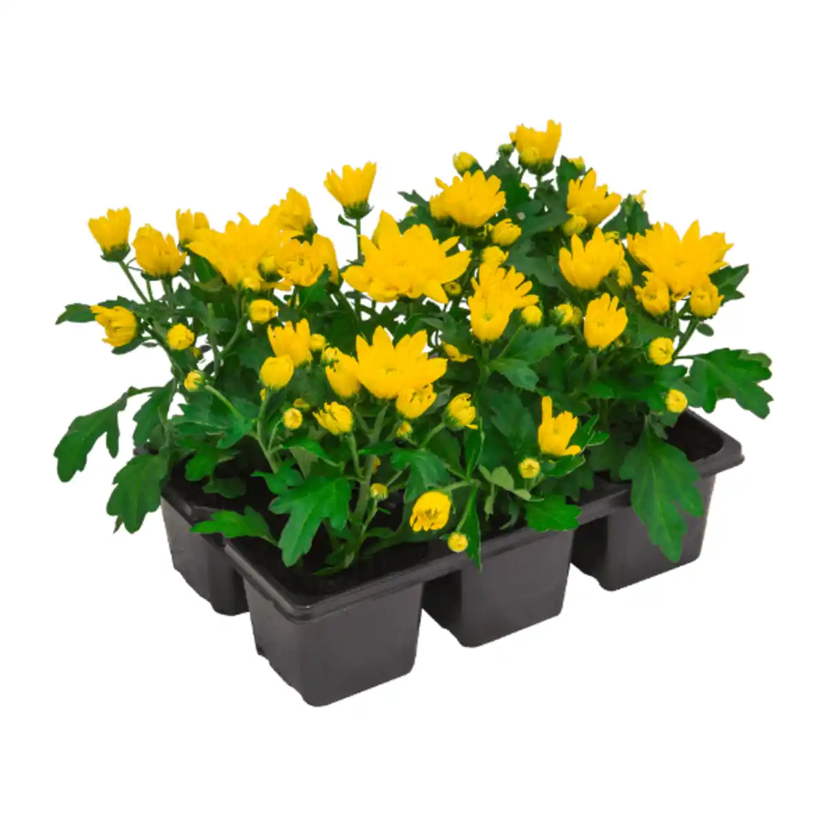 Bild 2 von GARDENLINE Chrysanthemen