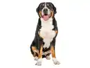Bild 3 von zoofari® Hundegeschirr, mit reflektierenden Deko-Elementen