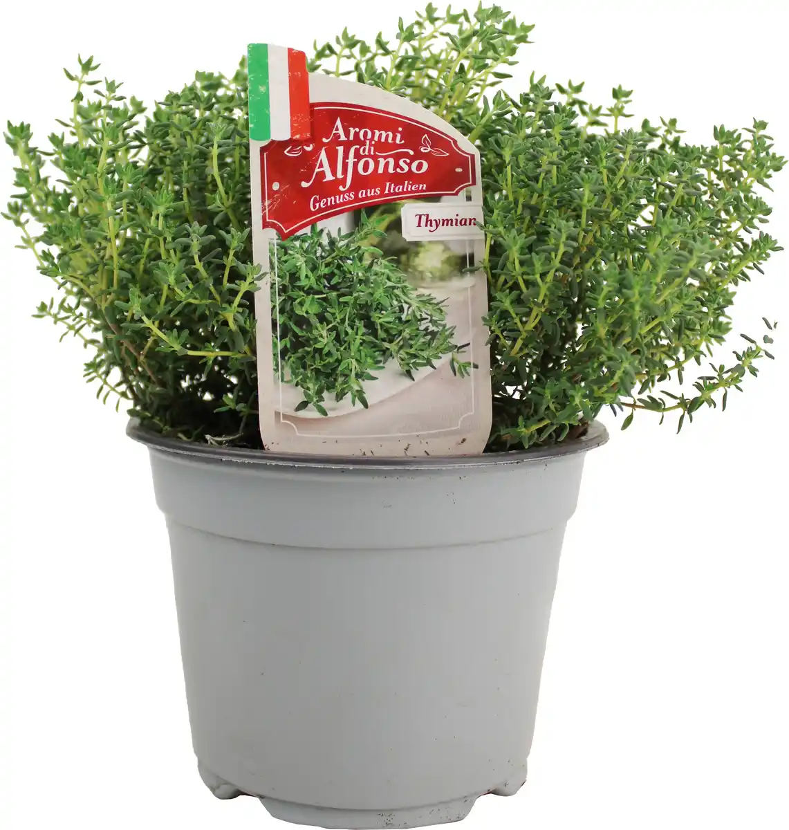 Bild 1 von Kugelthymian Thymus vulgaris 'Globulus' 14 cm Topf