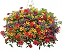 Bild 2 von Blumenampel