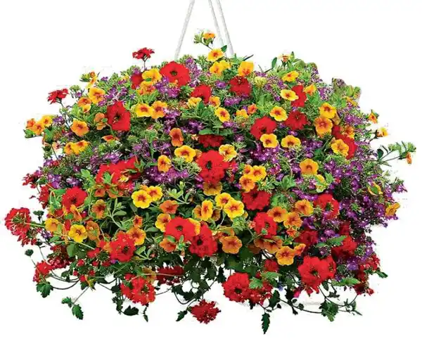 Bild 2 von Blumenampel