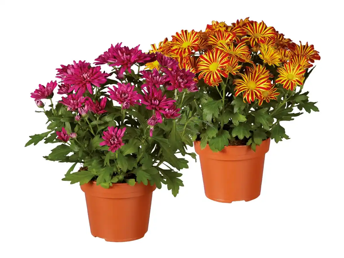 Bild 1 von Chrysantheme Elle Fleur