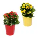 Bild 1 von GARDENLINE Kalanchoe
