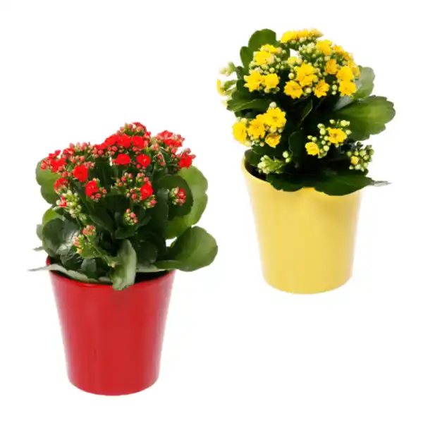 Bild 1 von GARDENLINE Kalanchoe