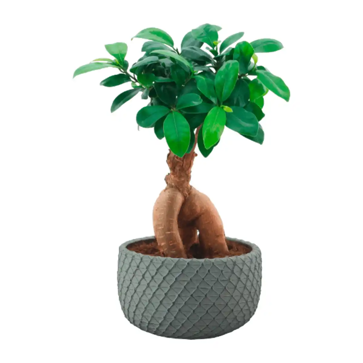 Bild 3 von GARDENLINE Bonsai-Ginseng