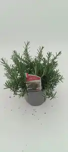 Aroma-Rosmarin Rosmarinus officinalis 'Aroma' 14 cm Topf