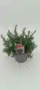 Bild 1 von Aroma-Rosmarin Rosmarinus officinalis 'Aroma' 14 cm Topf