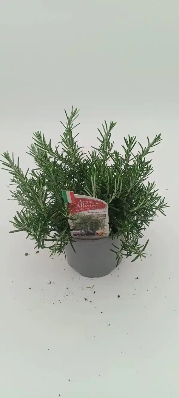 Bild 1 von Aroma-Rosmarin Rosmarinus officinalis 'Aroma' 14 cm Topf
