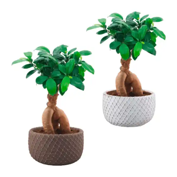 Bild 1 von GARDENLINE Bonsai-Ginseng
