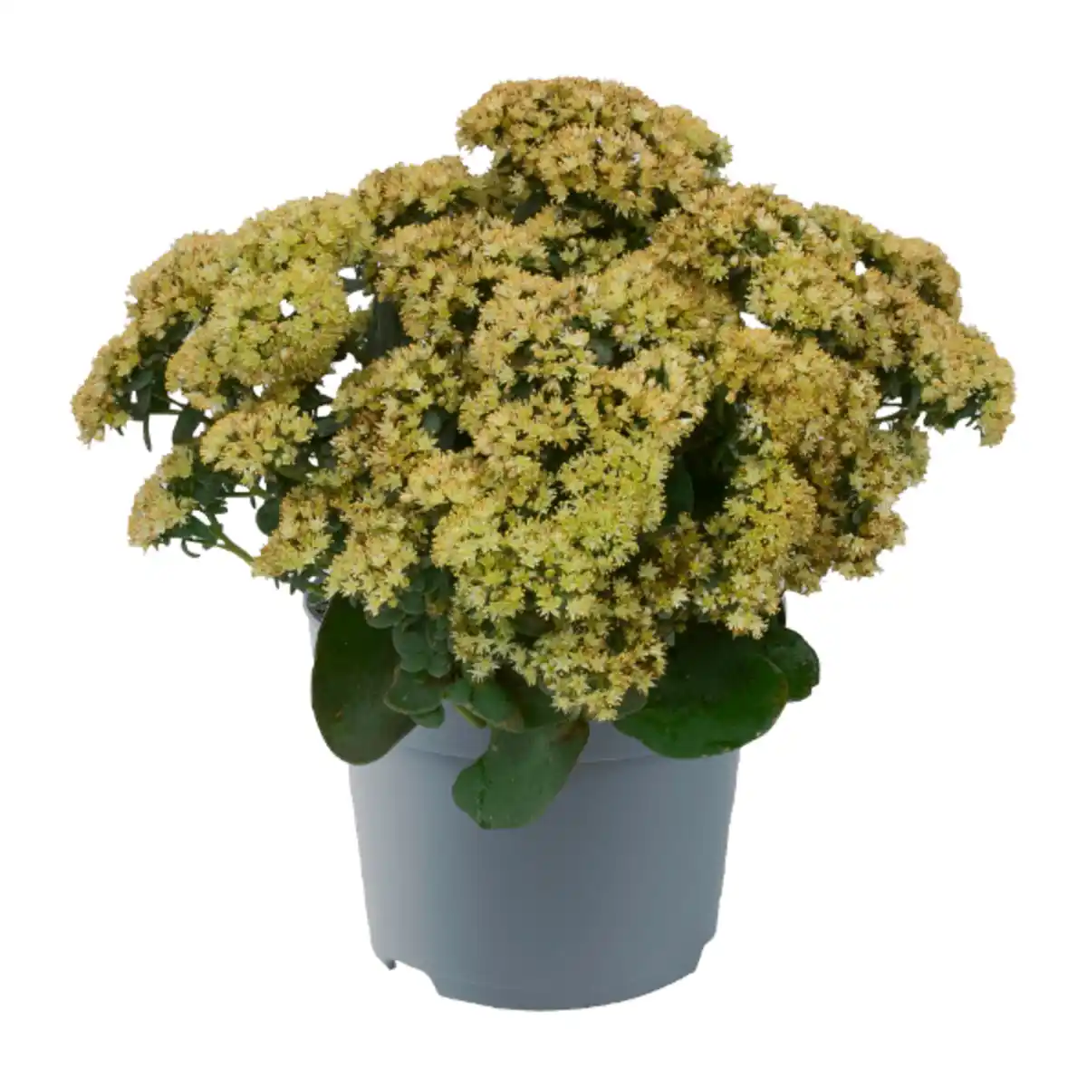 Bild 3 von GARDENLINE Sedum-Mix Fetthenne / Mauerpfeffer