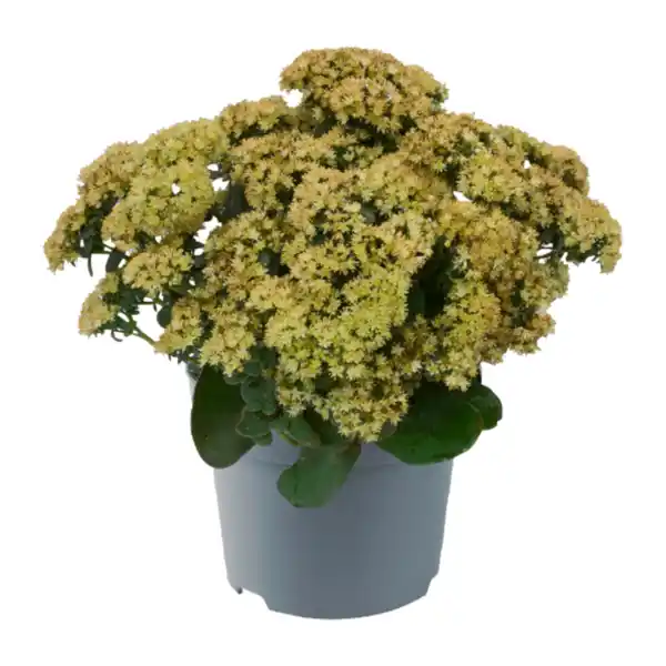 Bild 3 von GARDENLINE Sedum-Mix Fetthenne / Mauerpfeffer