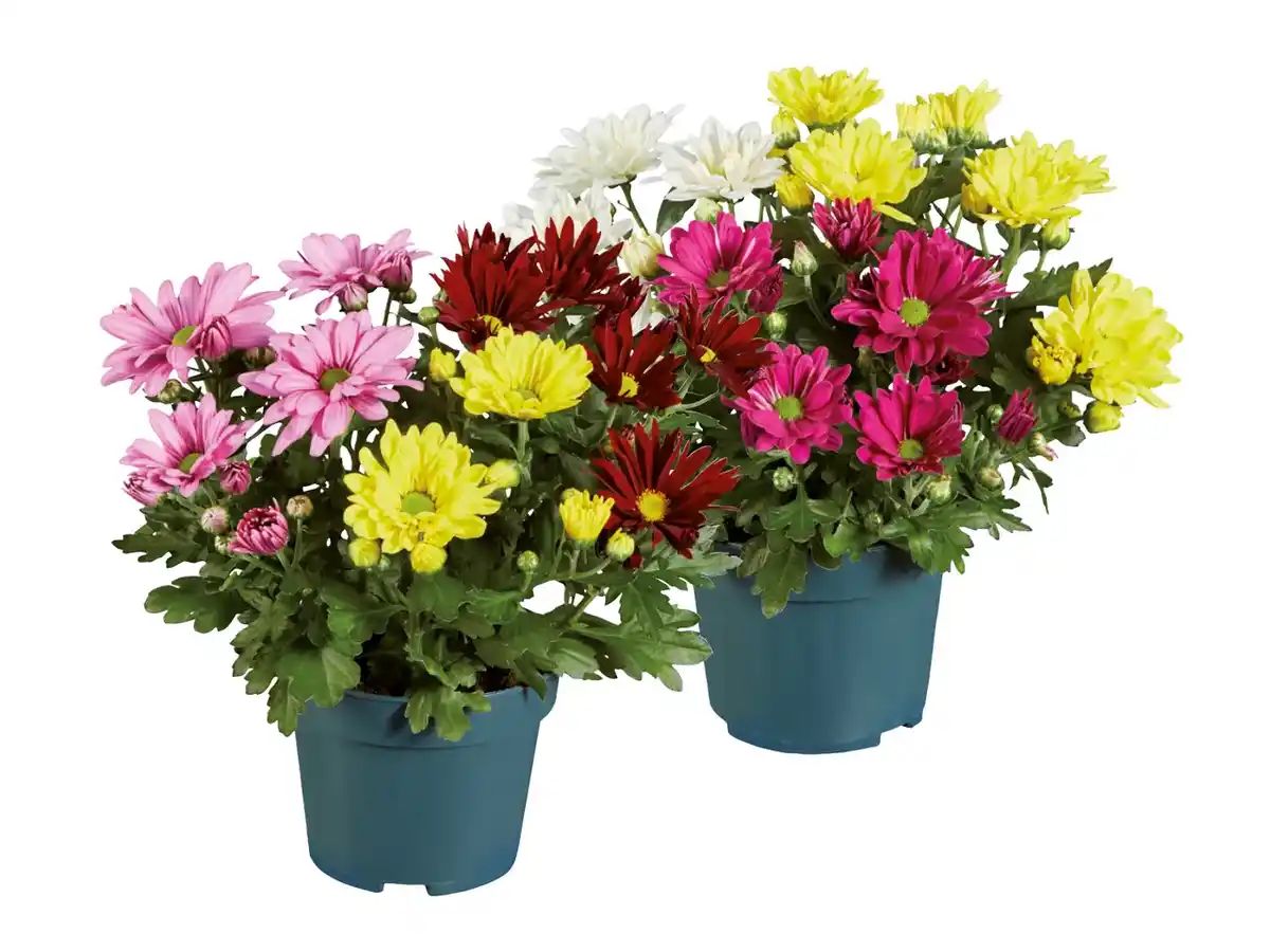 Bild 1 von Chrysantheme