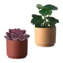 Bild 1 von GARDENLINE Wüstenmix im Übertopf