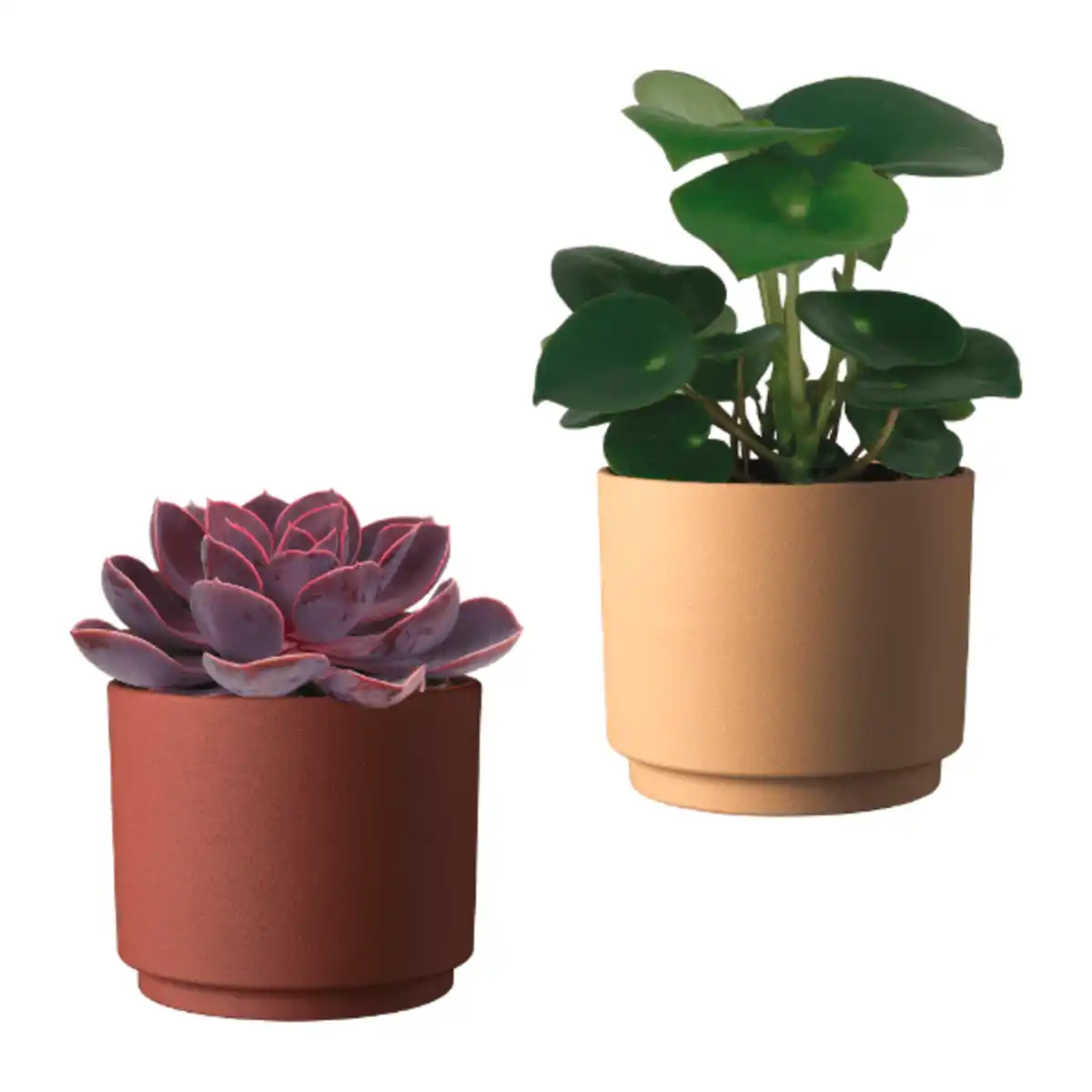 Bild 1 von GARDENLINE Wüstenmix im Übertopf