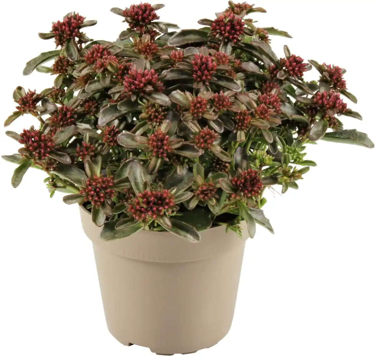 Bild 1 von Fetthenne Sedum spurium 12 cm Topf