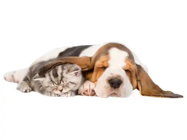 Bild 3 von zoofari® Haustier-Transporttasche, bis max. 8 kg