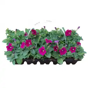 Beet-Mix