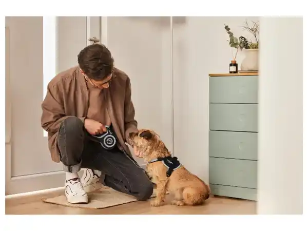 Bild 2 von zoofari® Hundegeschirr, mit reflektierenden Deko-Elementen