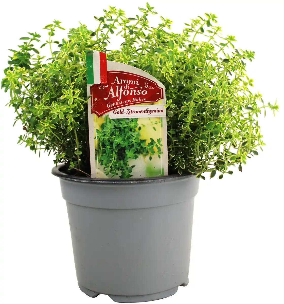 Bild 1 von Goldthymian Thymus citriodorus 'Aureus' 14 cm Topf