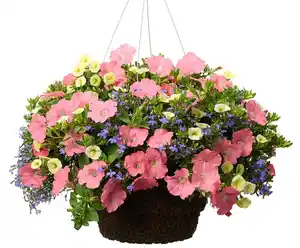 Blumenampel