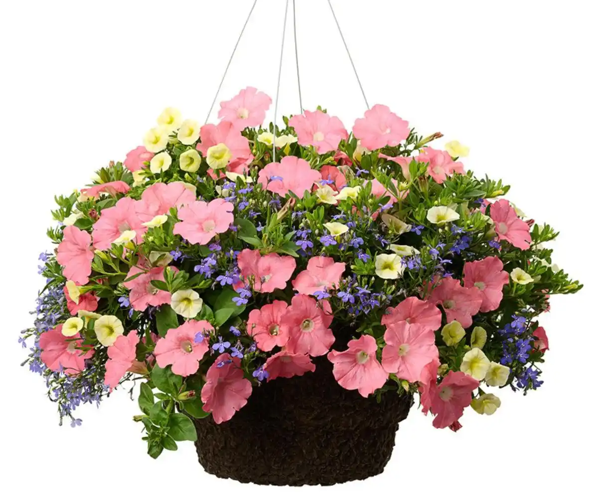 Bild 1 von Blumenampel