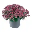 Bild 2 von GARDENLINE Sedum-Mix Fetthenne / Mauerpfeffer