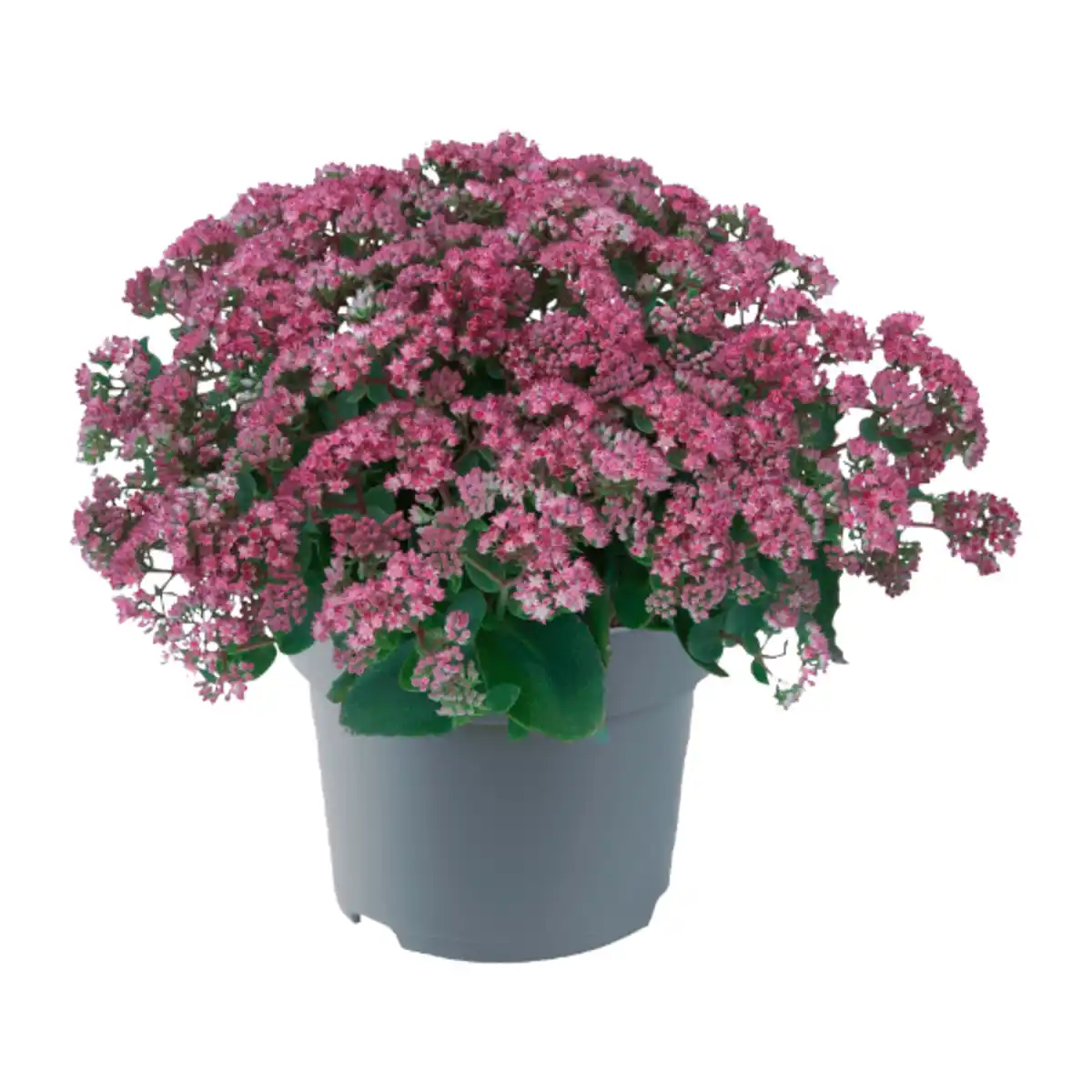 Bild 2 von GARDENLINE Sedum-Mix Fetthenne / Mauerpfeffer