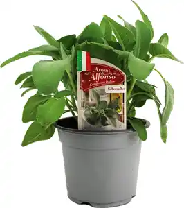 Silbersalbei Salvia argentea 14 cm Topf